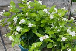 茉莉花什么季節開放